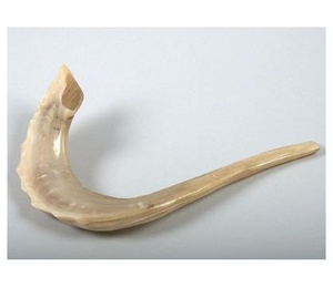 Shofar de Cuerno de Carnero en Venta, Shofar de Cuerno de Oveja Natural para Fines Específicos, Tamaño Personalizado, Shofar Kosher Pulido, Cuerno de Kudú de Israel - Product Image 6
