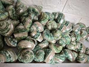 Conchas marinas mixtas naturales, decoración de playa de Vietnam al por mayor, conchas marinas artesanales de diseño tradicional, conchas marinas, joyería chapada - Product Image 6