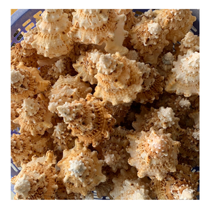 Coquille d'ormeau de haute qualité: un cadeau précieux de l'océan, dont les couleurs toujours changeantes évoquent le calme et la puissance de la mer - Product Image 4