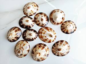 Fabricante de Vietnam Conchas decorativas para lapas Cáscara de Opihi pulida Conchas de Lapa ovaladas naturales de alta calidad - Product Image 6