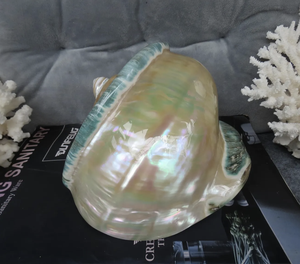 Turbo Seashell Grand décoratif pour l'artisanat Fabrication de bijoux Ajoute un charme exotique de l'océan côtier - Product Image 3