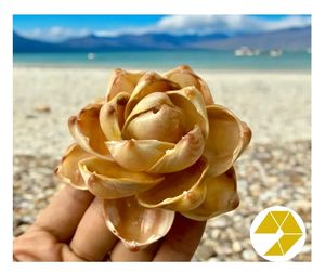 Flor de concha marina hecha a mano, decoración de boda de playa, flor de concha marina única, regalo para el hogar costero, recuerdo de verano Natural, encanto del océano - Product Image 6