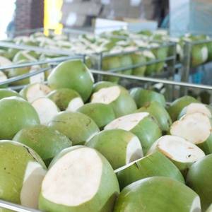 Top vente en 2022 Sweet Fresh Coco Vendeur entier de noix de coco fraîche au Vietnam - Product Image 6