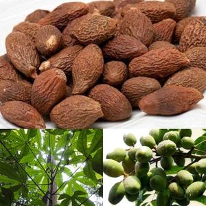 Nueva cosecha de nuez malva seca con alta nutrición/NUEZ MALVA DE VIETNAM CON PRECIO COMPETITIVO AKINA - Product Image 4