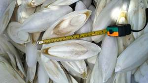 กระดูกปลาหมึกธรรมชาติ100% - Product Image 6