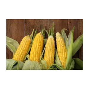 El mejor precio en productos agrícolas secos Alimento para animales Gluten Harina de maíz amarillo - Product Image 5