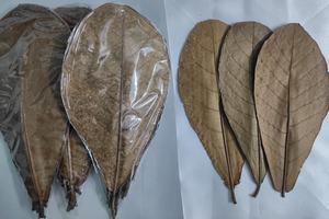 Hojas de almendra de catappa India natural, el mejor Material plástico para acuario, paquete de 10 26 30 cm/10,2 11,8 \ ", tamaño para pecera - Product Image 6