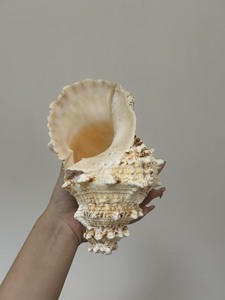 Hermosas y versátiles conchas marinas naturales ideales para hacer velas, diseño de terrario y decoraciones festivas navideñas - Product Image 4