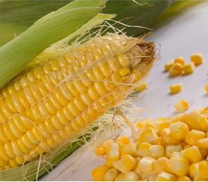 Vietnam Frozen Corn | Natural Sweetness | Non-GMO | Healthy Choice - Product Image 6