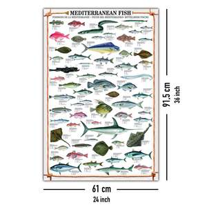 แผนที่ศิลปะปลาเมดิเตอร์เรเนียนพร้อมแถบโปสเตอร์ 2 แถบ - Product Image 5
