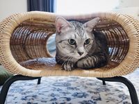 Le lit tissé naturel pour animaux de compagnie en rotin fait à la main transforme les meubles de table pour chien et chat pour une utilisation en intérieur personnalisé en gros
