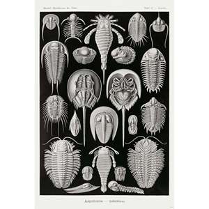 อี. Haeckel รูปแบบศิลปะแผ่นธรรมชาติ47-วัสดุตกแต่งผนังโปสเตอร์เต่า - Product Image 4