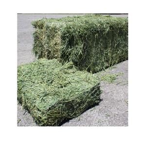 Foin de luzerne frais en vrac riche en nutriments pour le bétail et les projets agricoles Prix compétitifs pour l'alimentation du bétail - Product Image 2