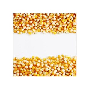 Maíz amarillo de alta calidad ideal para la alimentación animal y la producción de alimentos - Product Image 6