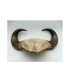 Bocina decorativa para dormitorio, cuerno blanco natural con pulido y precio barato - Product Image 2