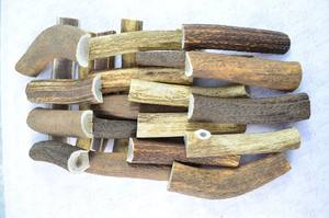 Cuernos de Ciervo Rojo Naturales, Caídos de Forma Natural - Product Image 4