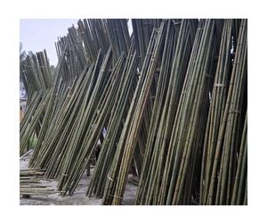 Bastón de bambú ecológico, venta al por mayor, material natural de alta calidad de exportación de fábrica de Vietnam - Product Image 3