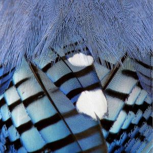Plumes de colibri bleu - Plumes d'ailes de colibri bleu à vendre - Product Image 3