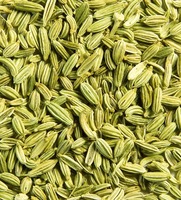 Fenouil aromatique naturel de qualité supérieure pour la cuisine, les tisanes et les recettes traditionnelles, disponible à un prix abordable