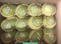 [Hot Deal 2023 ] Vietnamese Cat Chu Mango Goed Voor Gezonde Export Kartonnen Verpakking Vietnam Verhandeld Verse Mango 'S