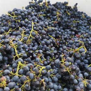 Uvas Negras Reales de Otoño - Uvas de Mesa Grandes Sin Semillas Clase 1 para Exportación Mayorista Premium - Product Image 3