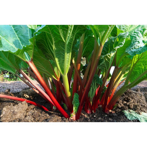 Graines de rhubarbe Victoria : L'alliée fruitière et saine pour votre potager, résistante au froid et délicieuse - Product Image 3