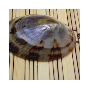 เปลือก limpet ขัดและทำความสะอาดคุณภาพสูงในราคาที่แข่งขันได้ - Product Image 1