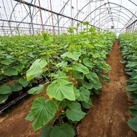 Serre tunnel commerciale à simple travée en acier galvanisé et film PE, facile à assembler pour la culture de légumes et de tomates