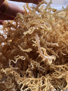 การทำเจลมอสทะเลกับสาหร่ายทะเลสีทองต้นมอส Eucheuma cottonii ขายเป็นกลุ่มพร้อมคำสั่งซื้อจำนวนมากจากผู้จัดจำหน่ายในเวียดนาม - Product Image 4