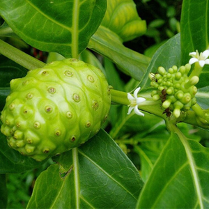 FRUTA ENTERA DE NONI CONGELADA |   ORIGEN VIETNAMITA |   100% Noni |   EMPAQUE AL VACÍO A GRANEL |   INGREDIENTE PARA JUGO SALUDABLE - Product Image 3