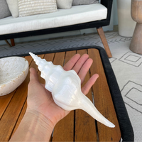 6-8 "Broche Ondulée Coquillage Blanc Fusinus Cyrtulus undatus Conch Sea Shell Beach Nautique Home Decor Affichage côtier