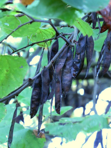 VENTA SUPERIOR AL POR MAYOR FRUTA NATURAL LANGOTA NEGRA CALIDAD ORGÁNICA DE GRADO PREMIUM OFERTA CALIENTE EXPORTACIÓN LISTO - Product Image 4