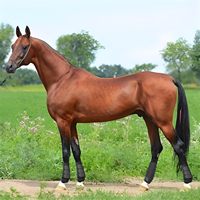 BRAND ZONE Bottes de protection pour chevaux, lot de 4, pour les membres inférieurs, réutilisables, pour la protection des pattes avant et arrière