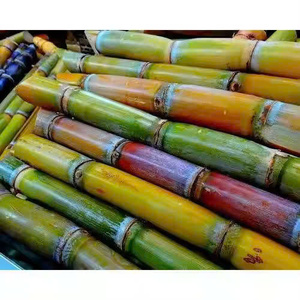 Canne à sucre fraîche biologique du Vietnam // Mme Laura - Product Image 2