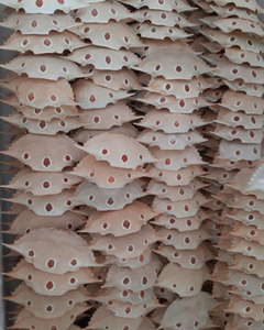 Poudre de coquille de crabe naturelle pour application industrielle - Product Image 4