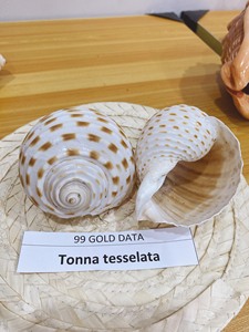 Artisanat Unique Coquillage Élégant Coquillages Faits À La Main Pour La Décoration Artisanat Du Vietnam Artisanat Coquillage Confiance En Gros - Product Image 6