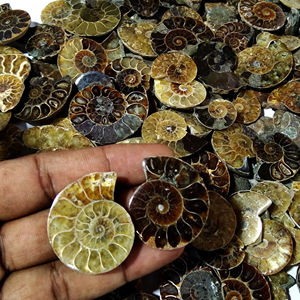 Ammonite naturelle en vrac, pierre précieuse, quartz de guérison, ammonite polie pour la fabrication de bijoux, guérison - Product Image 1