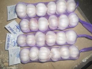 Ajo Fresco Blanco Puro de Primera Calidad, Excelente Ajo - Product Image 5