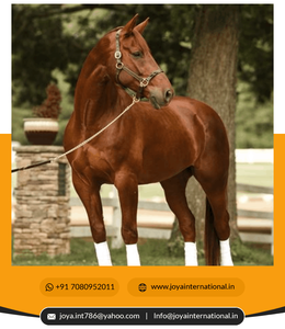 Vente en gros de licous de cheval en cuir personnalisés équestres en cuir torsadé licou accessoires de cheval intelligents - Product Image 4