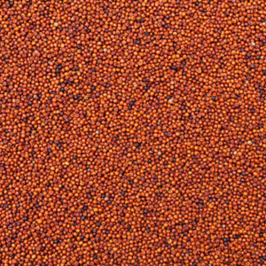 Ragi (Millet à doigts) biologique certifié - Riche en fer et en calcium, céréale complète, origine indienne - Product Image 3