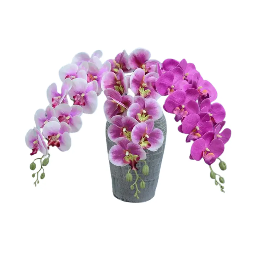 Orquídeas Phalaenopsis en flores rosas elegantes y románticas para ocasiones especiales
