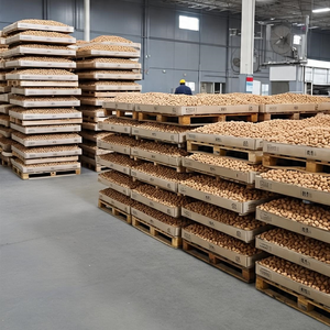 Noix du Brésil à vendre à bas prix Noix du Brésil de haute qualité en gros - Product Image 3