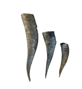 ฮอร์นขนแพะธรรมชาติสำหรับตกแต่ง100% - Product Image 4