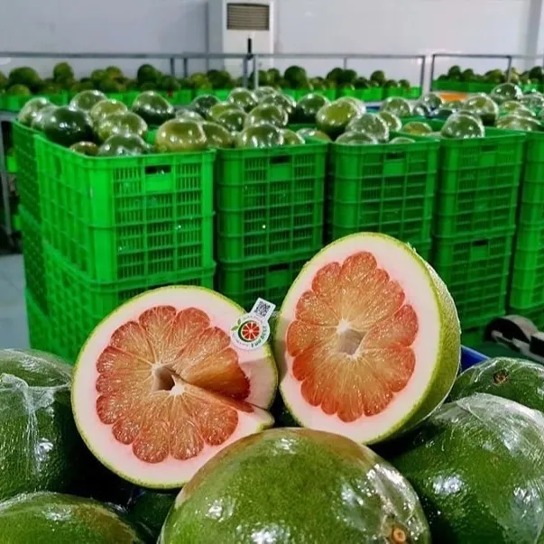 Grade 1 Green Pomelo Grade 1 For Exporting | V.A.F Vietnamese Agriculture Food Company