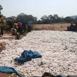 Tanzania bông thô nhà cung cấp và bán buôn cho bông, bông thô - Product Image 5