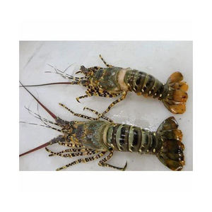Live <b>Lobster</b> high protein luxury seafood for fine dining - Product Image 2