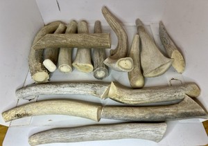 เขากวางแดงขายส่ง - Product Image 6