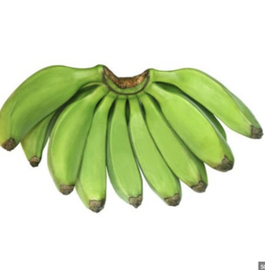 BANANE CAVENDISH BIOLOGIQUE VERTE DE HAUTE QUALITÉ POUR LA VENTE EXTERNE FRUITS STANDARD À L'EXPORTATION - Product Image 4
