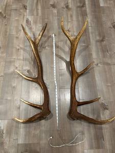 Cuernos de Ciervo Rojo de Primera Calidad a Precio Económico para Venta al por Mayor/ Cuernos de Ciervo en VENTA - Product Image 6