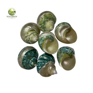 Concha de Nácar Natural Verde Turbo Pulida para Decoración del Hogar, Acuarios, Manualidades, Decoración de Bodas, Venta al por Mayor - Product Image 6